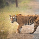 Besiktas8217in-Eski-Ismi-Samsunspor8217da-Goreve-Basliyor-featured