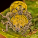 Al-Ain8217de-Crespo-Donemi-Bitti-Yerine-Alfred-Schreuder-Getirildi-featured