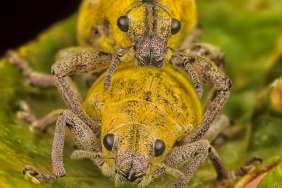 Al-Ain8217de-Crespo-Donemi-Bitti-Yerine-Alfred-Schreuder-Getirildi-featured