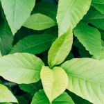 Asllani-Inter8217de-Kaliyor-Besiktas-Baska-Hedeflere-Yonelecek-featured